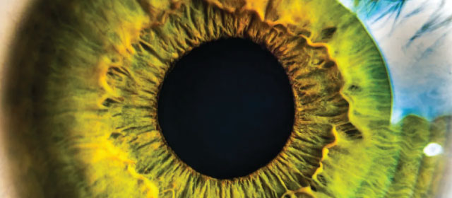 La fisiologia dell’Amplified Identity in Community